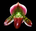 Paph. (Cyberspace x Grand Master) x Ruby Peacock